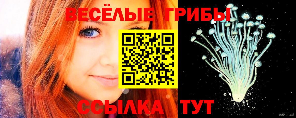 Галлюциногенные грибы Psilocybe  Губкинский 